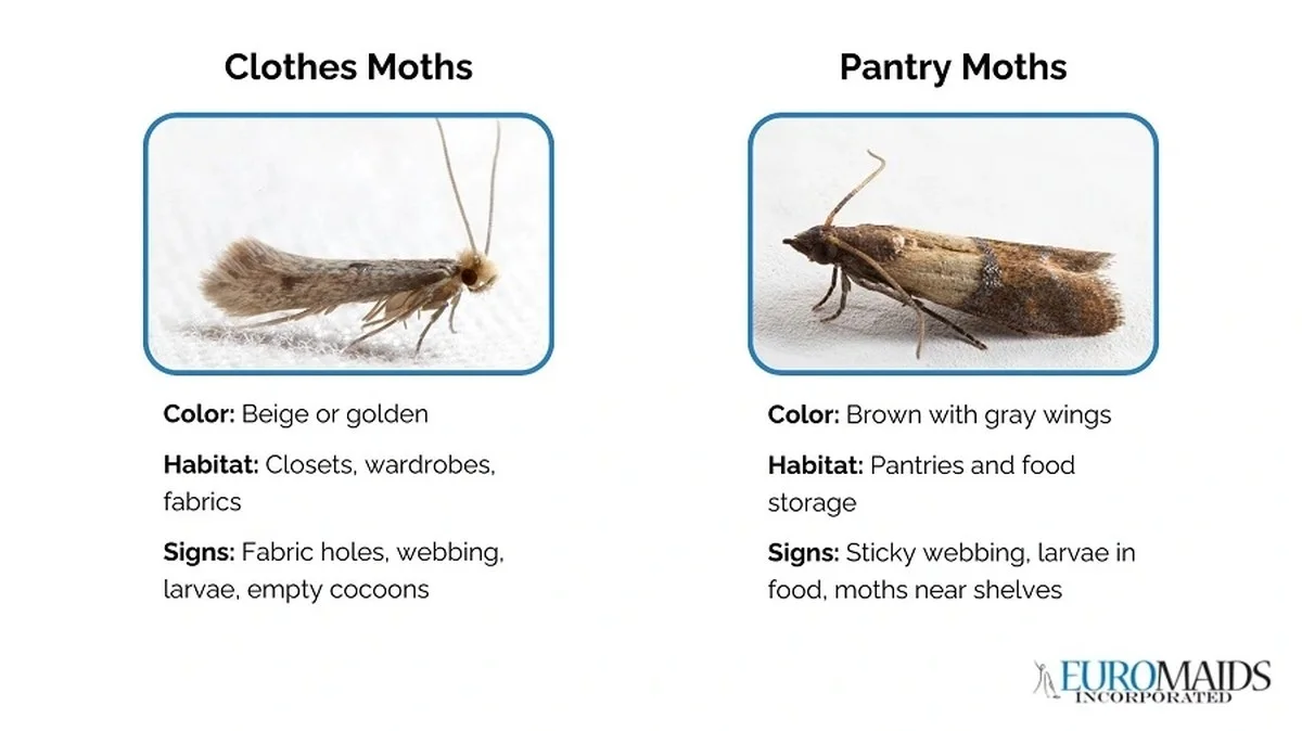 Een laurierblad in je bloem: het 100 jaar oude geheim tegen voedselmoppen - image 1
