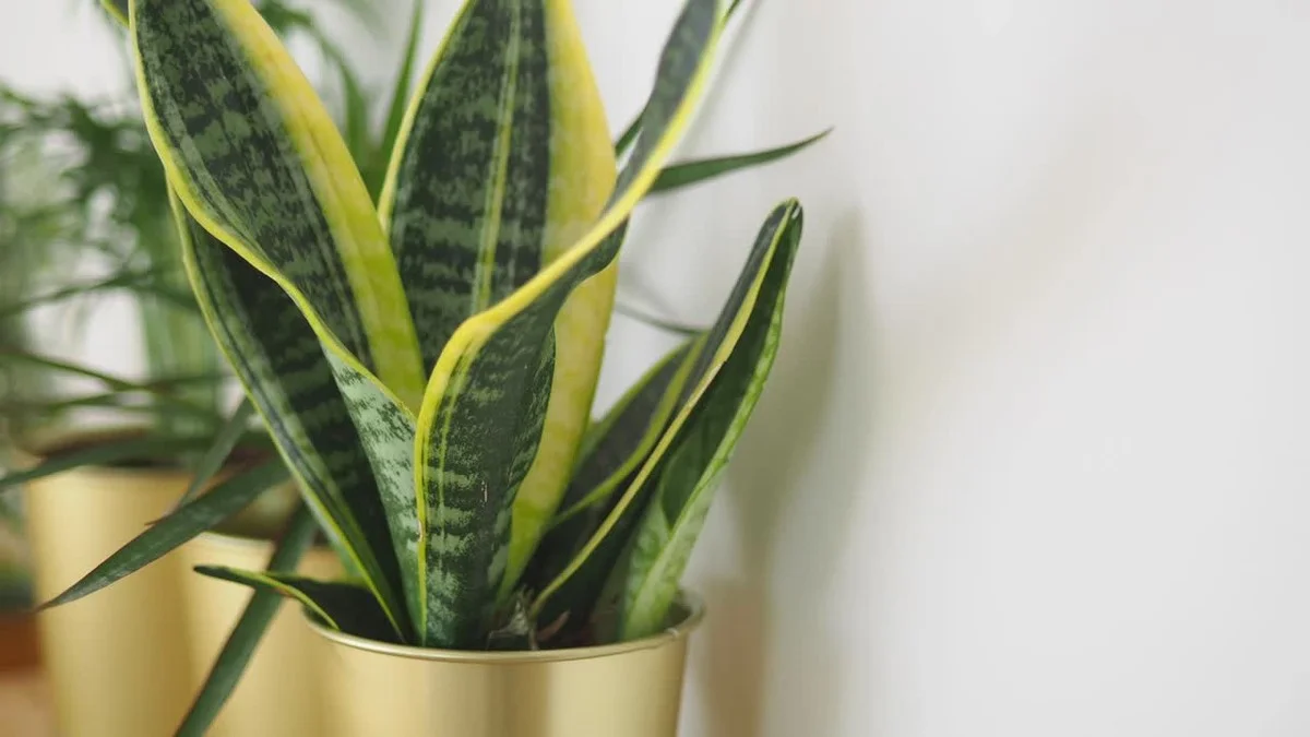 Deze 3 planten groeien ook in jouw donkere slaapkamer