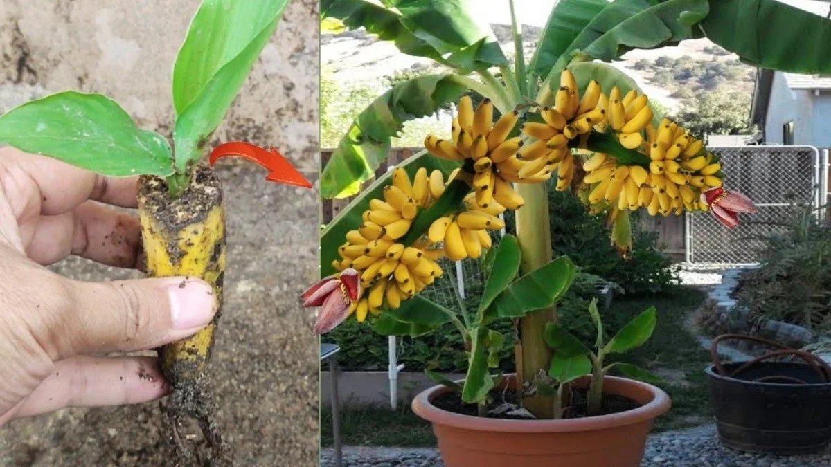Bananenschillen in je plant: waarom tuinders dit altijd doen - image 2