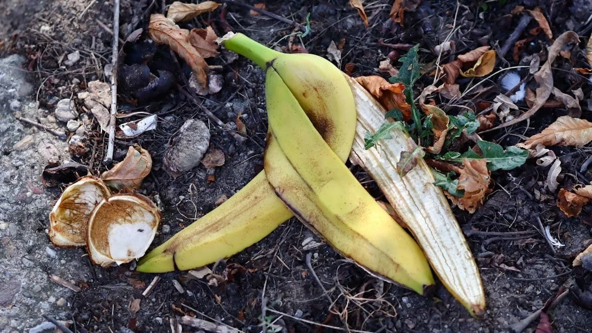 Bananenschil voor je planten: waarom tuiniers dit altijd doen