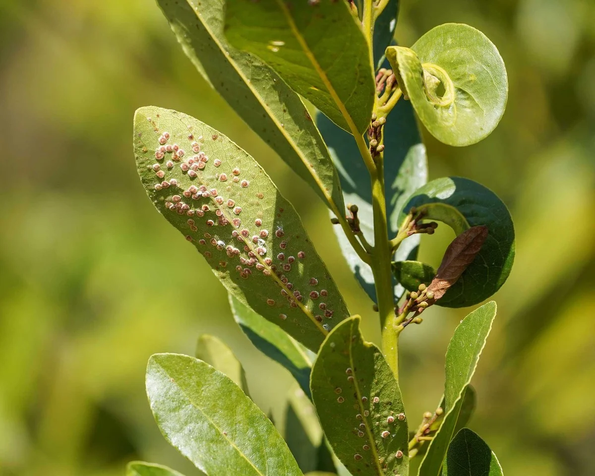Laurierblad in je bloem: het 100 jaar oude geheim tegen plaaginsecten - image 1