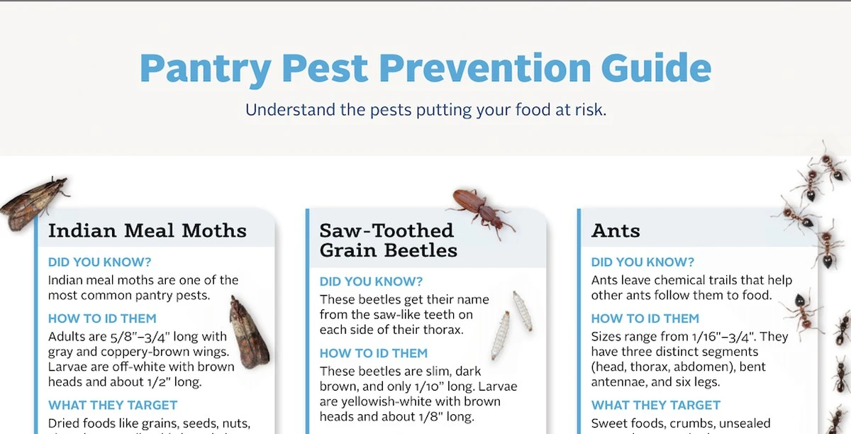 Laurierblad in je meel: het eeuwenoude truci tegen ongedierte in de keuken - image 1