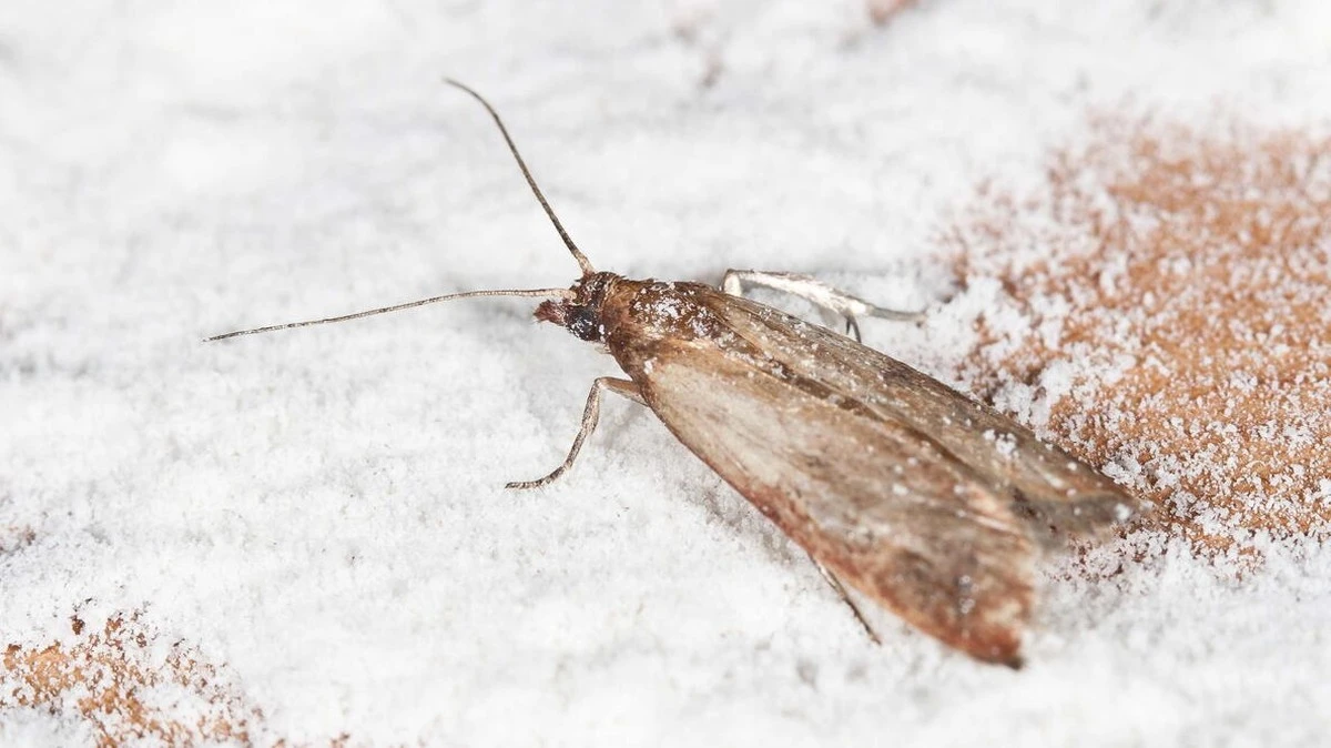 Laurierblad in je meel: de 100 jaar oude truc tegen keukenmotten