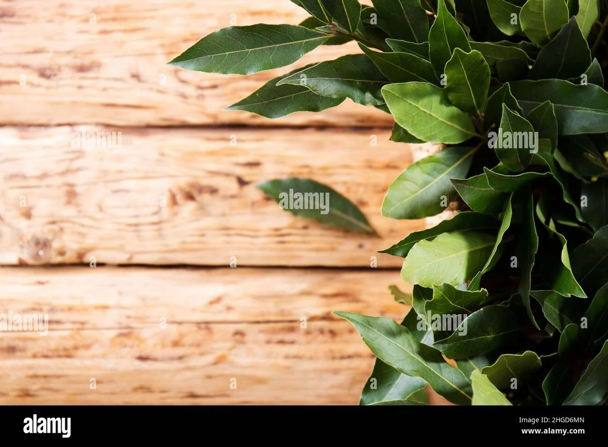 Een laurierblad in je bloem: het 100 jaar oude geheim tegen ongedierte - image 2