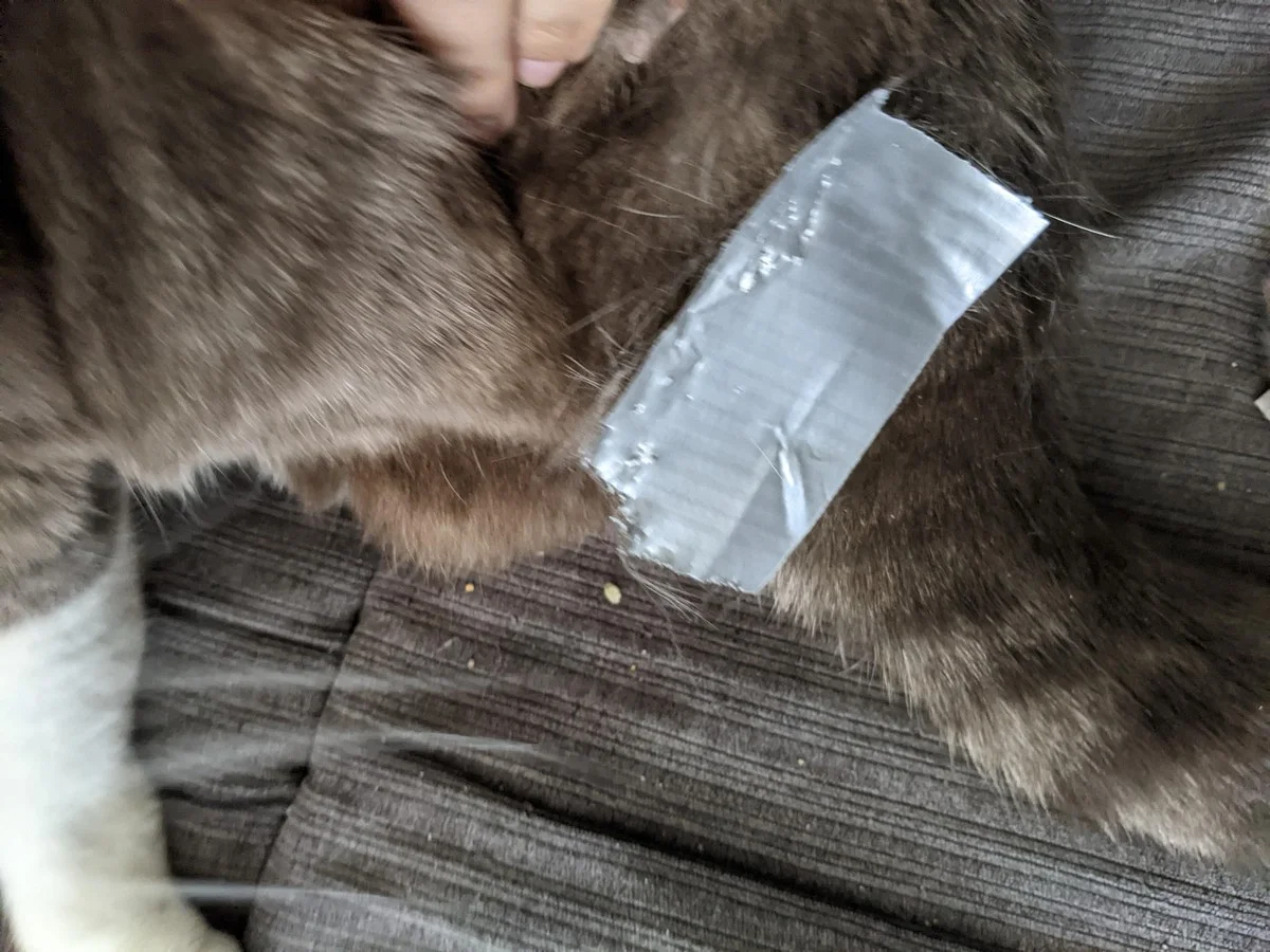 Plakband op je tapijt? Dit onverwachte hulpmiddel haalt alle kattenhaartjes eruit