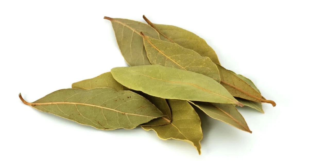 Een laurierblad in je bloem: het 100 jaar oude geheim tegen ongedierte - image 1