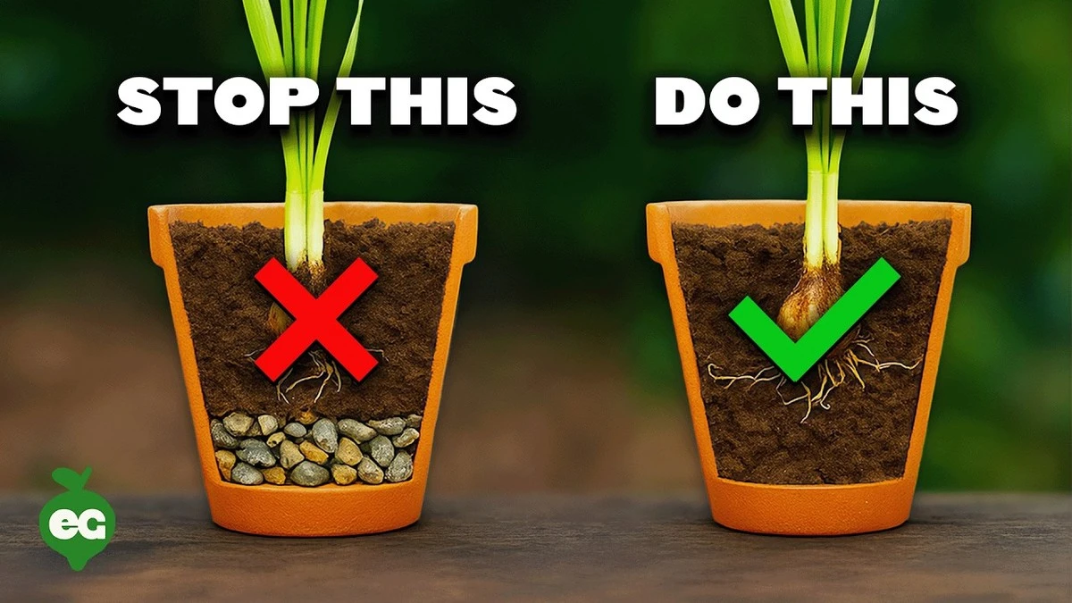 Een koffiefilter in je plantenpot: het drainage-geheim dat tuiniers kennen - image 1