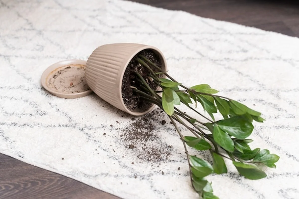 Waarom je huisplanten nu sterven en hoe je ze gered krijgt