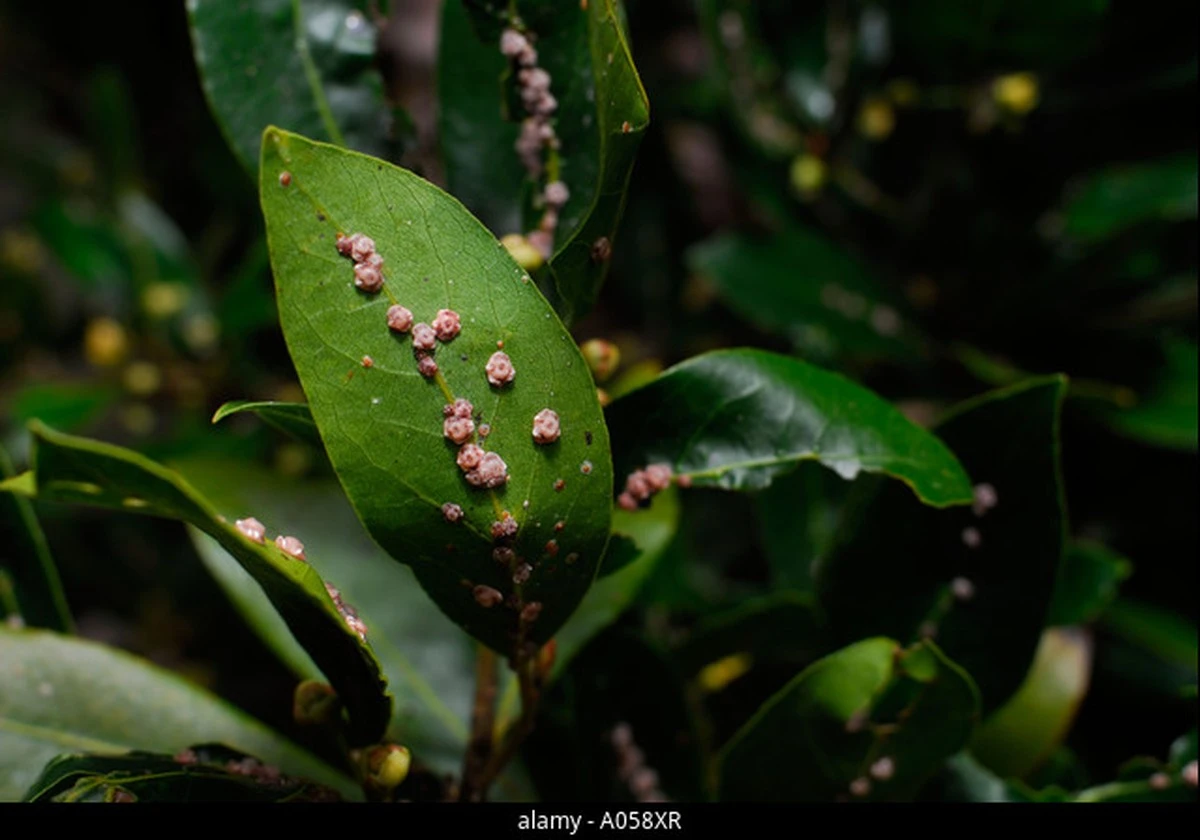Een laurierblad in je bloem: het 100 jaar oude geheim tegen ongedierte - image 1