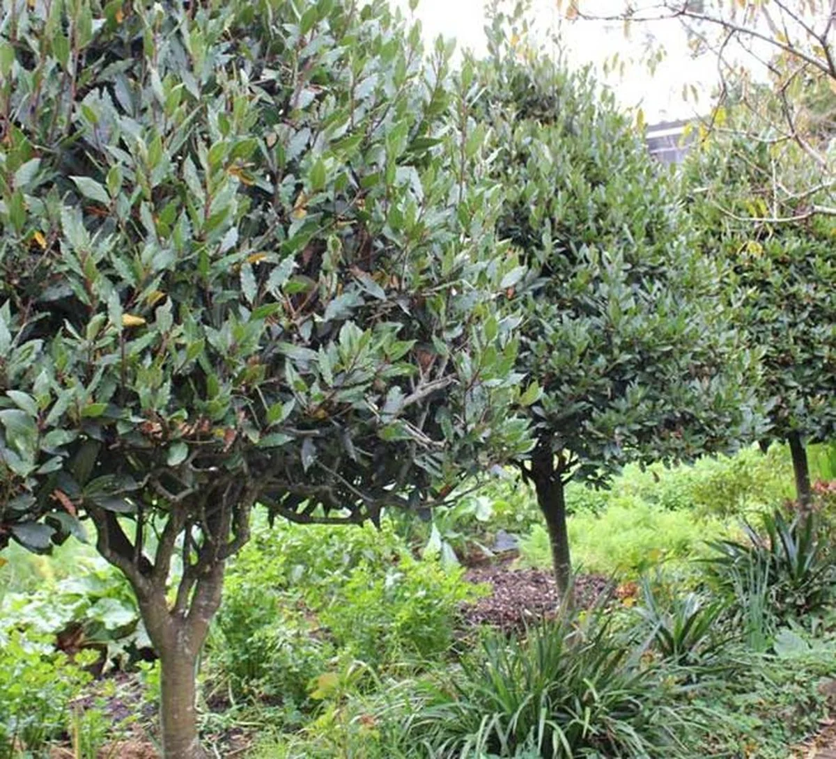 Een laurierblad in je bloem: het 100 jaar oude geheim tegen ongedierte