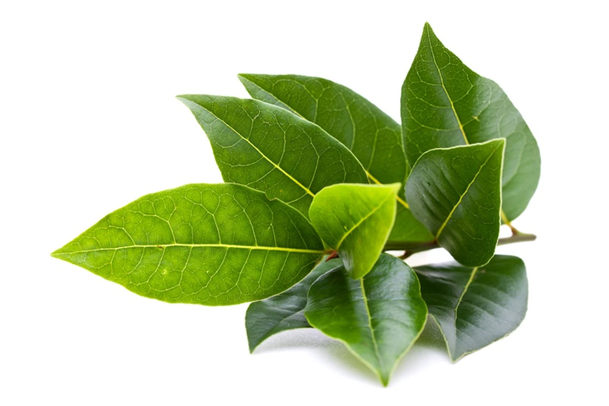 Een laurierblad in je bloem: het 100 jaar oude trucje tegen kevers en motten - image 2