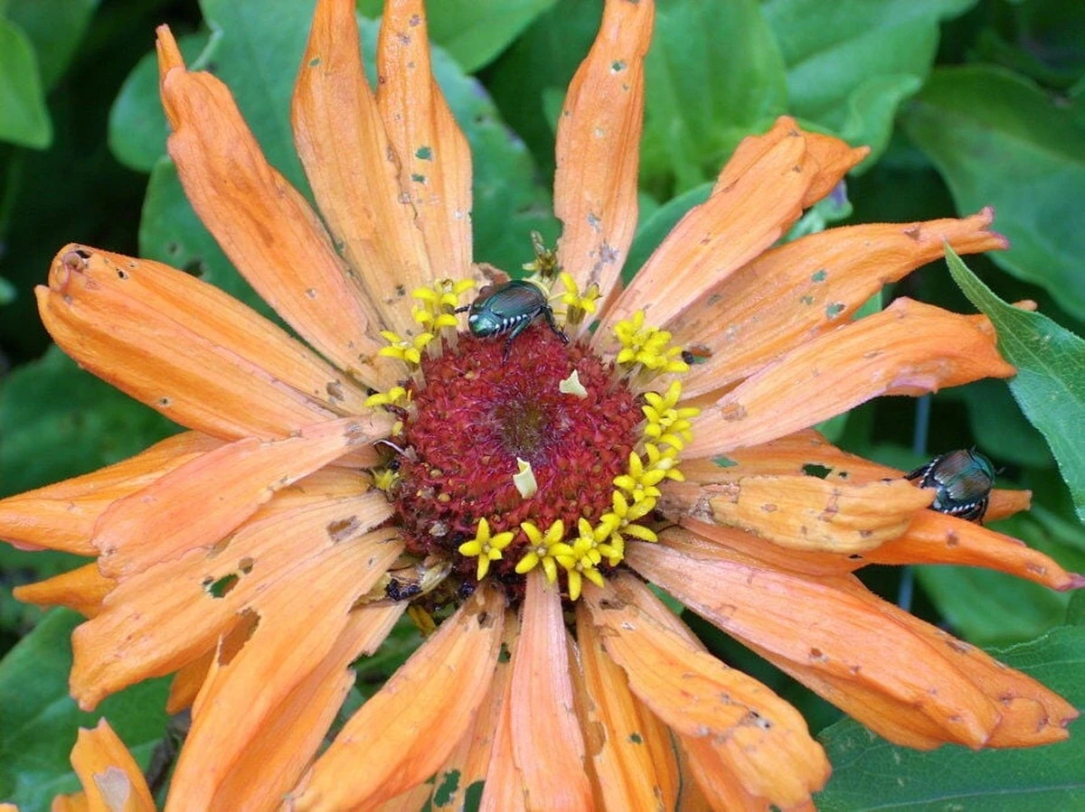 Een laurierblad in je bloem: het 100 jaar oude trucje tegen ongedierte - image 2