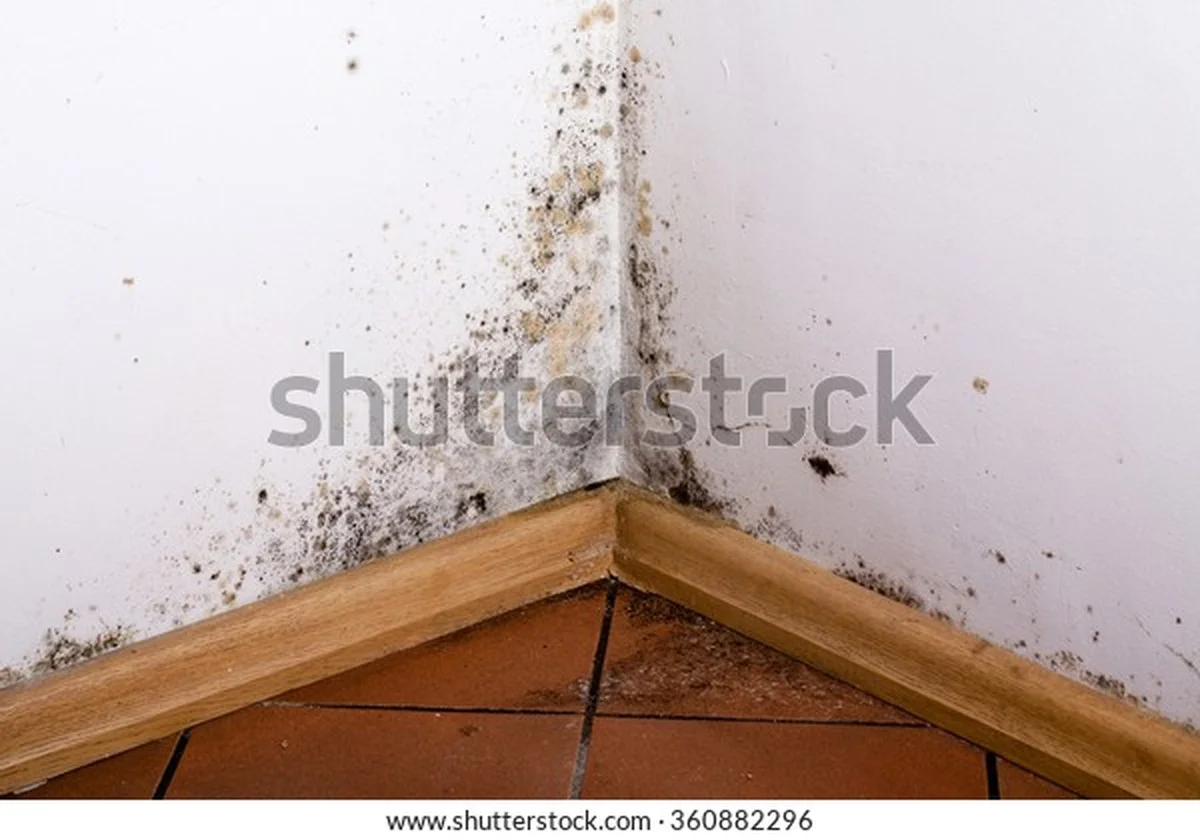 Vogelzaad tegen schimmel in hoeken: de tuinman-oplossing voor huizen - image 1