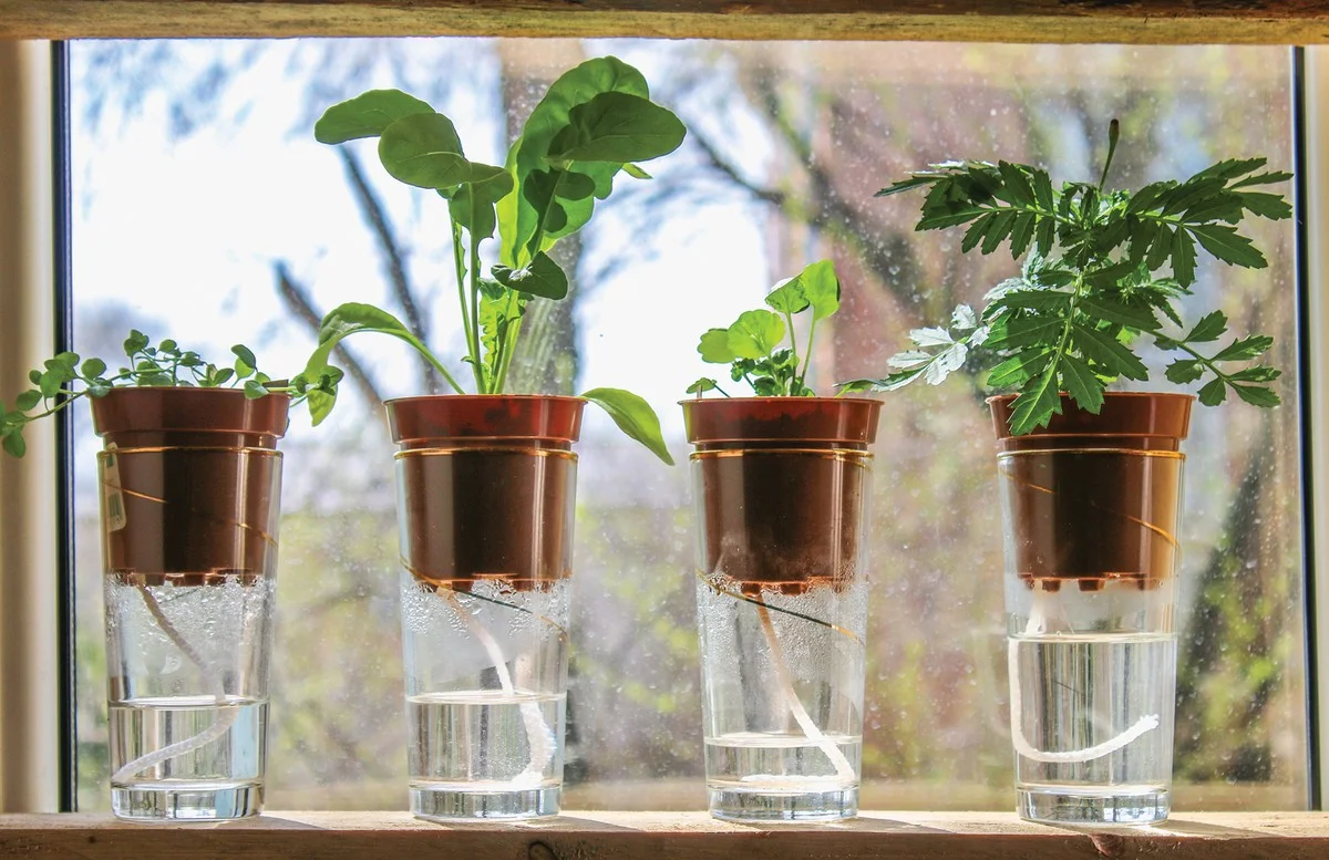 Een rietje in je bloempot steken en je plant groeit 40% sneller - image 2