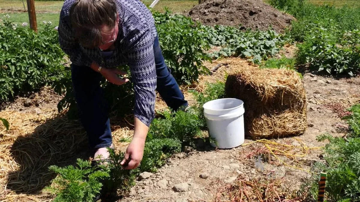Koffiedik op je tuinbed: wat gebeurt er na twee weken - image 2