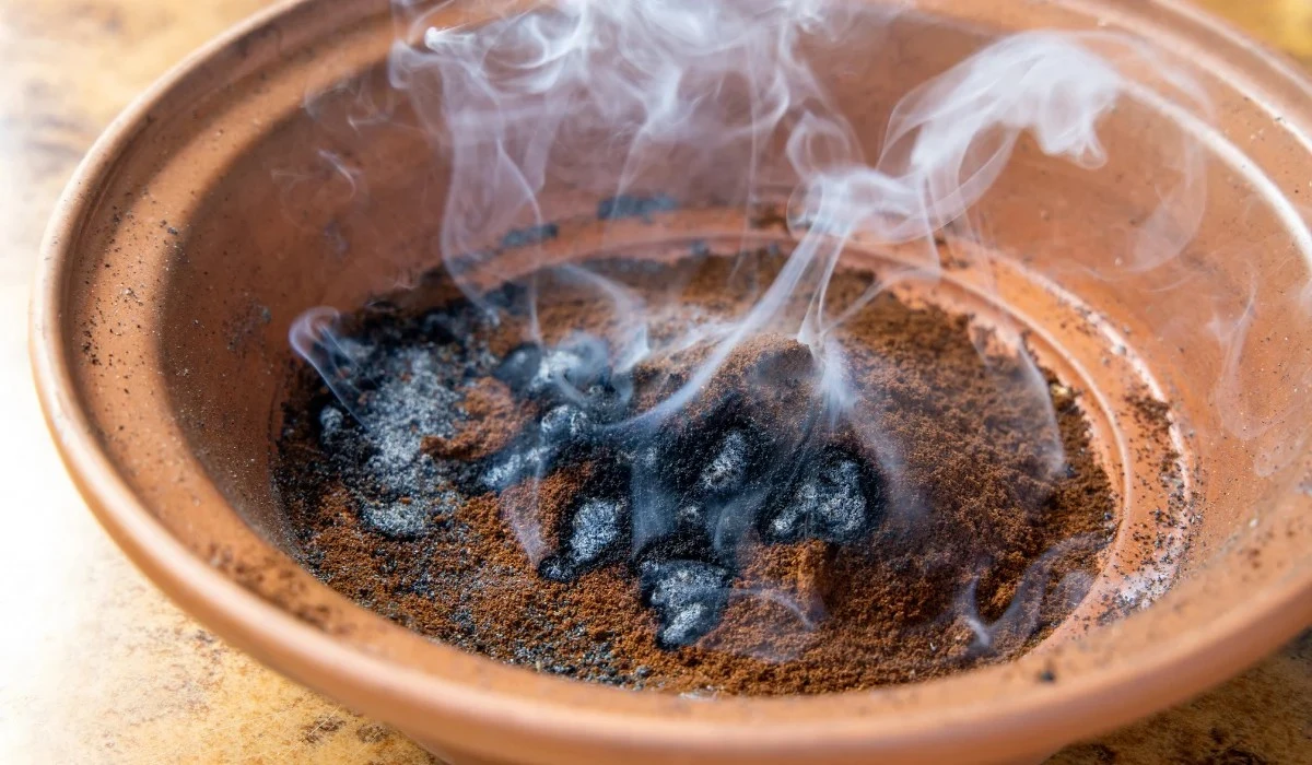 Koffiedik tegen mieren in huis: het geheim dat tuiniers al 50 jaar gebruiken - image 1