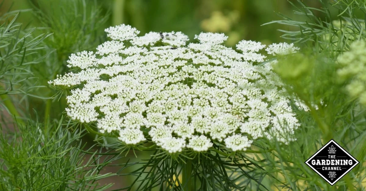 Een tandenstoker in je plantenpot: waarom tuiniers dit elke dag doen