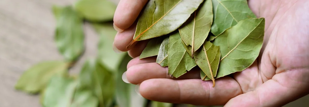 Laurierblad in je bloem: het eeuwenoude trucje tegen keukenplagen - image 1