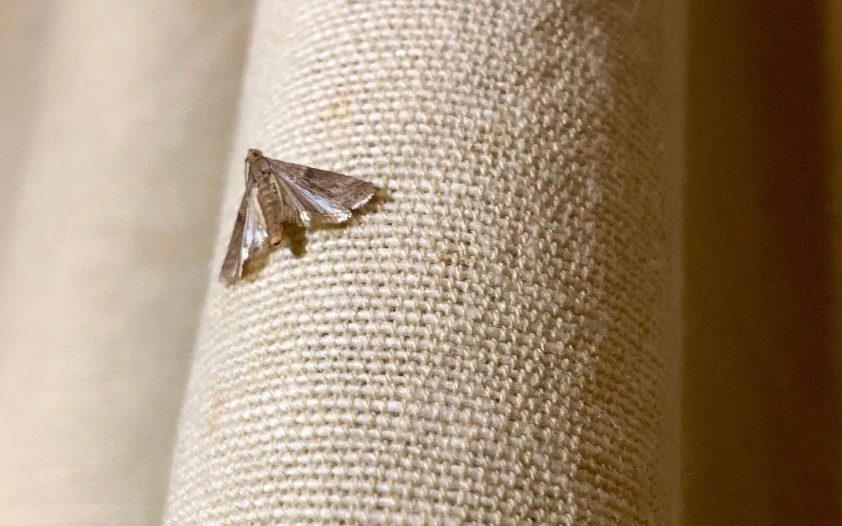 Een laurierblad in je bloem: het eeuwenoude geheim tegen voedselmottes - image 2