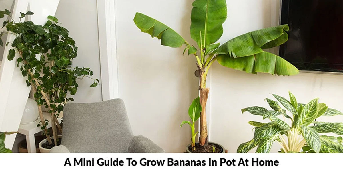 Een banaan in je plantenpot: waarom tuiniers dit trucje nooit vergeten - image 2