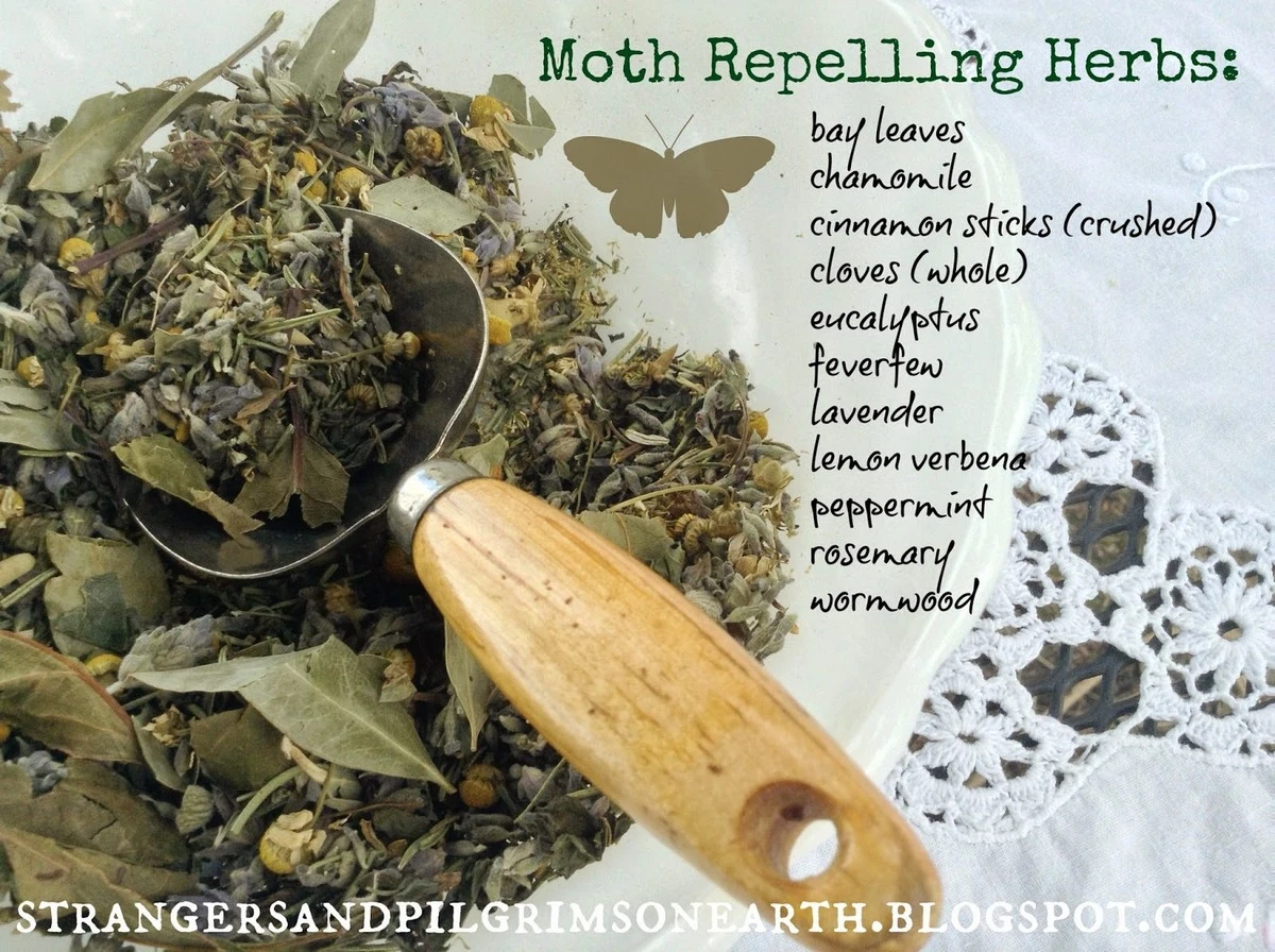 Een laurierblad in je bloem: de 100 jaar oude truc tegen kevers en motten - image 2