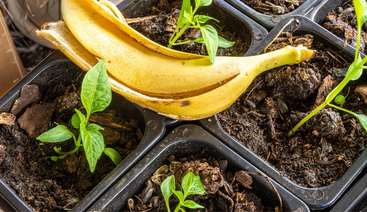 Bananenschillen tegen bladluizen: hoe tuinders hun plagenbestrijding gratis doen