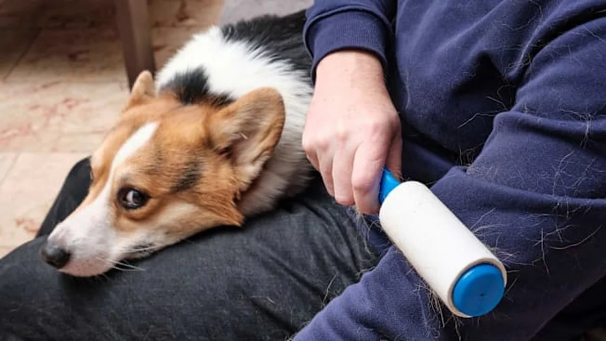 Plakband op je tapijt? Dit onverwachte hulpmiddel haalt alle kattenhaartjes eruit - image 2