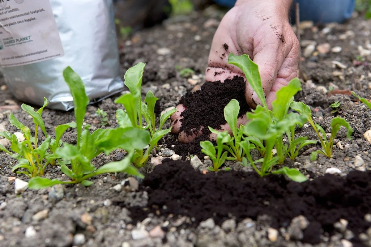 Koffiedik in je plantenpot: het geheim van tuinders