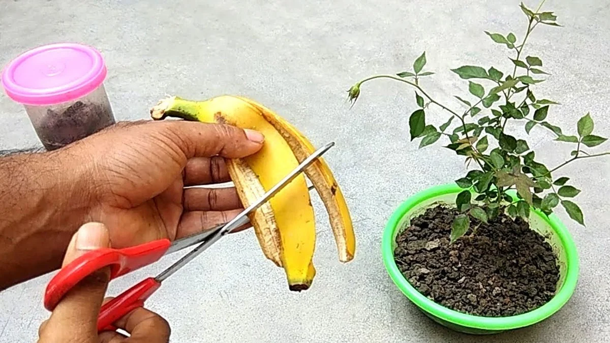 Banaan­schil tegen bruine vlekken op je planten: hoe het echt werkt