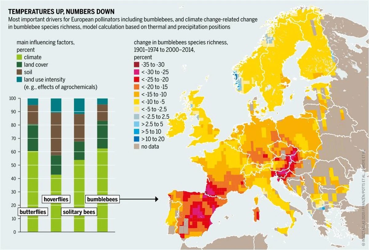 Kastanjes in je kasten leggen: waarom insecten massaal verdwijnen - image 1