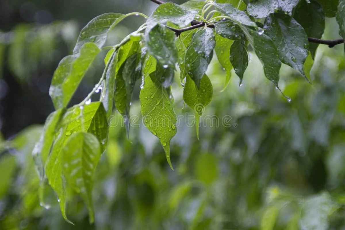 Tuinders onthullen: waarom je nooit water op je bladeren mag sproeien - image 1