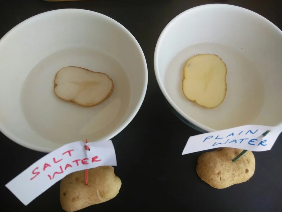 Wat alle goede koks weten: waarom zout in het kookwater van aardappelen gaat - image 1