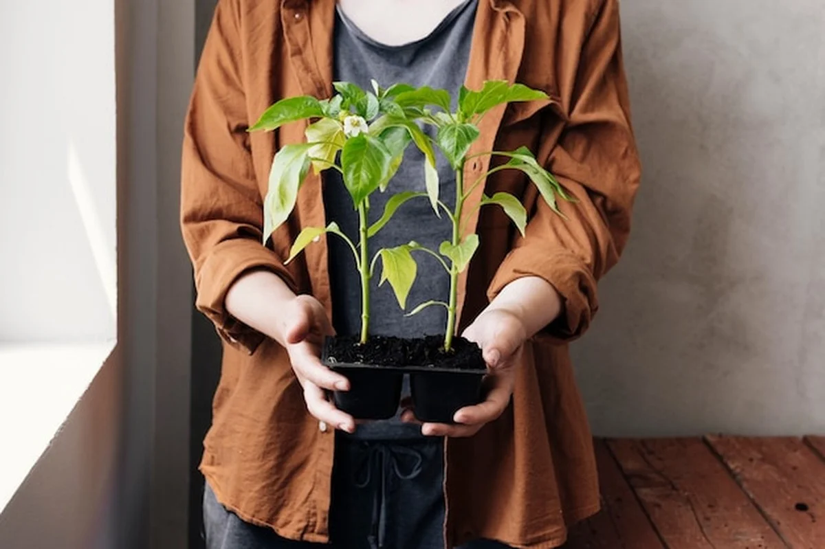 Deze plantentrick redt je groene vrienden door de winter - image 2