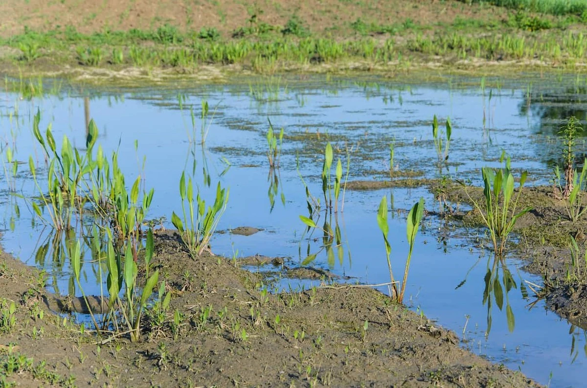 Tuinmannen onthullen: waarom je nooit op natte grond bezig moet zijn