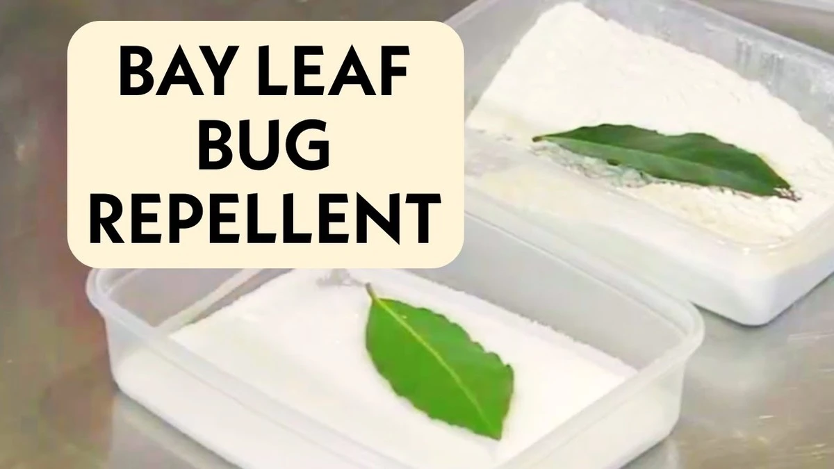 Een laurierblad in je bloem: het 100 jaar oude geheim tegen ongedierte - image 1