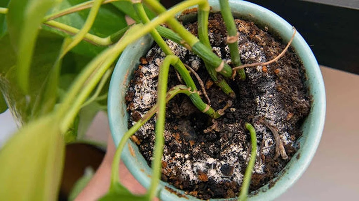 Zoutwater in je plantenpotten: waarom tuiniers dit nooit overslaan - image 1