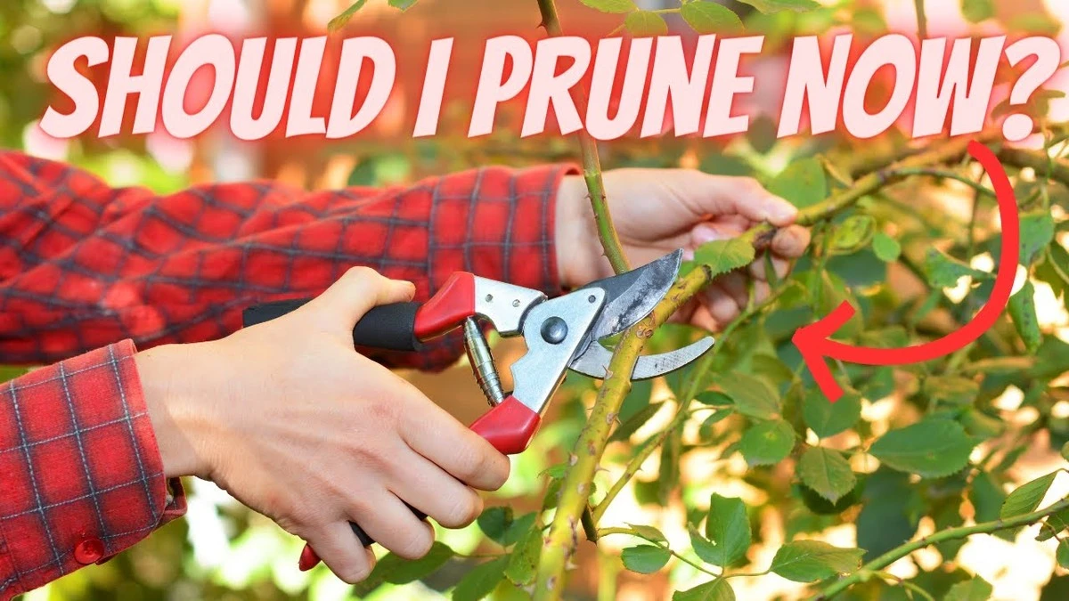 Tuiniers onthullen: waarom je nooit in maart je heg moet snoeien - image 1