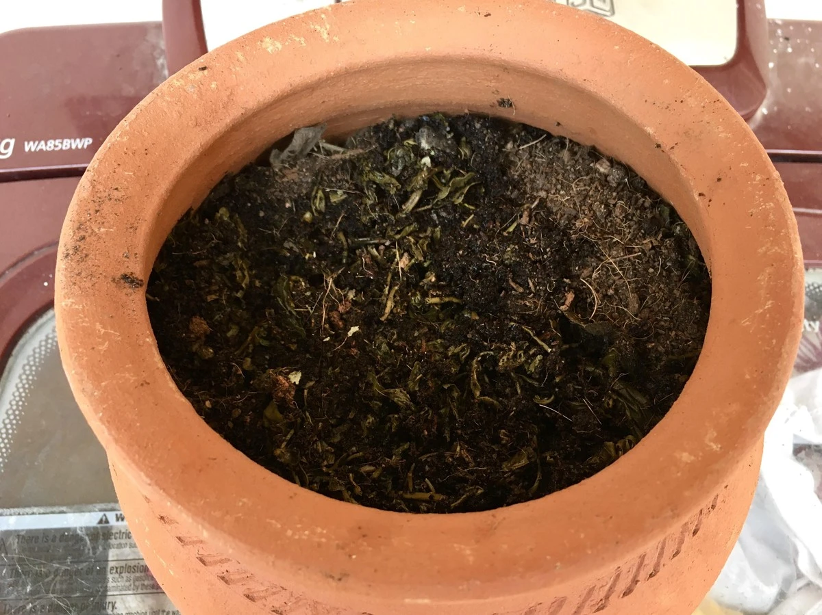 Een gebruikt theezakje in je plantenpot: waarom tuiniers dit altijd doen - image 2