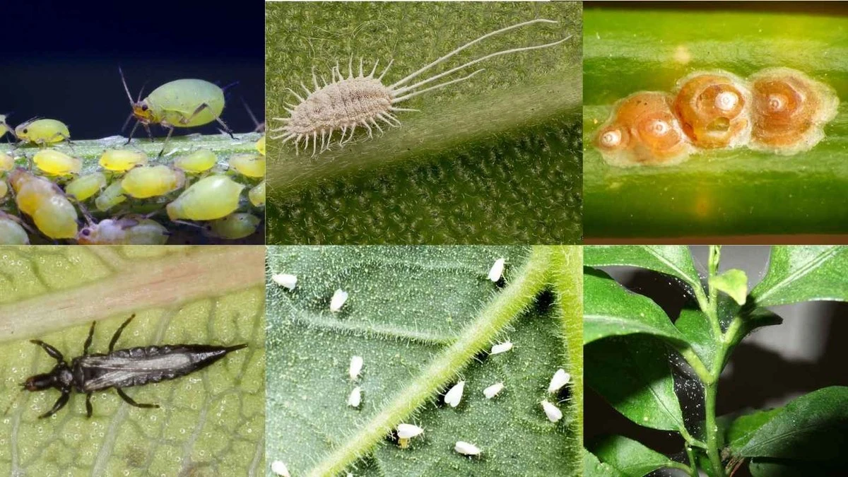 Een laurierblad in je bloem: het 100 jaar oude trucje tegen ongedierte - image 2