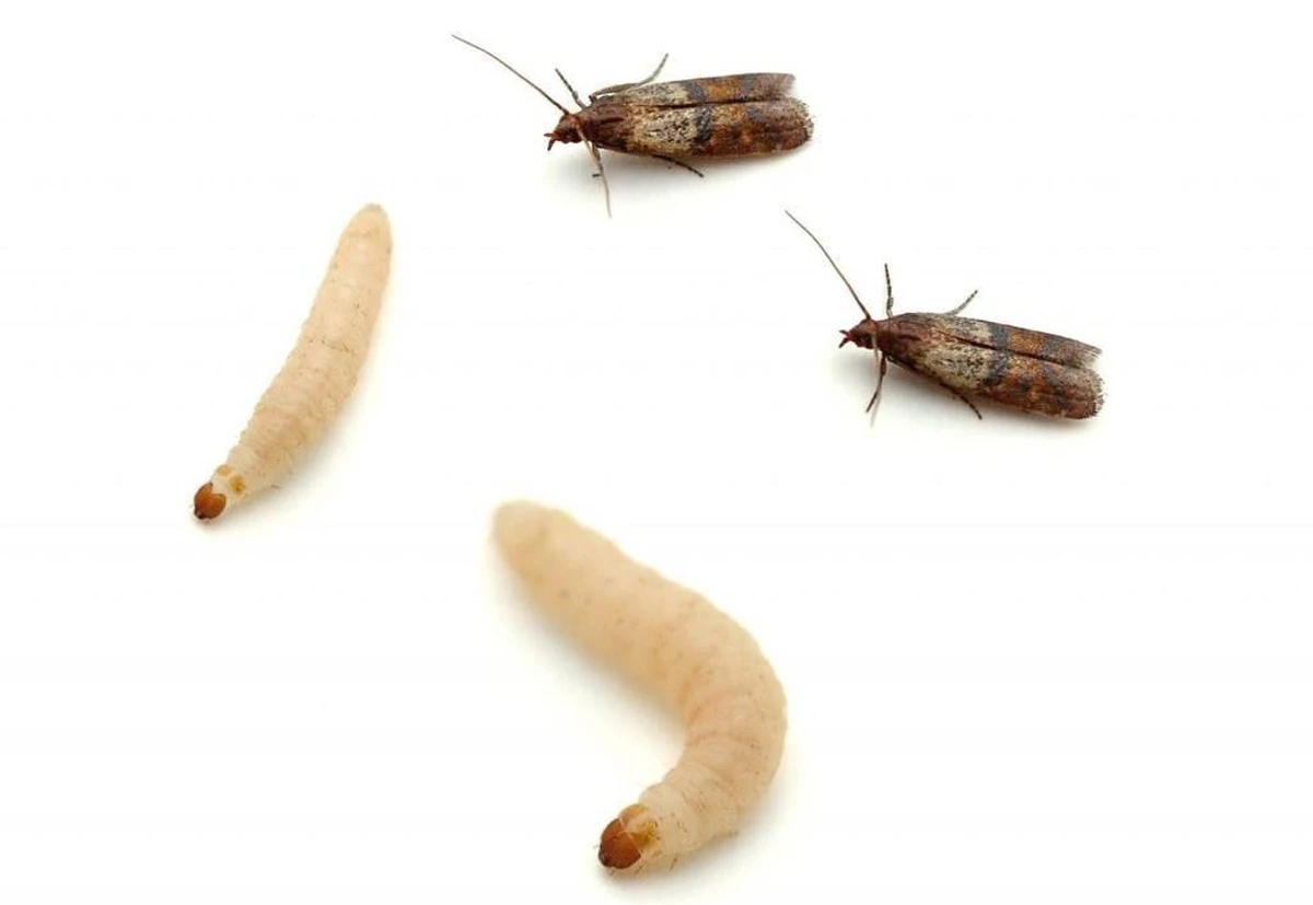 Laurierblad in je bloem: het 100 jaar oude geheim tegen voedselmotion - image 1