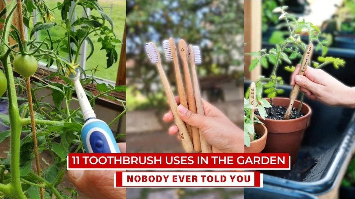 Oude tandenborstel voor je tuin: de schoonmaaktrick van tuinders