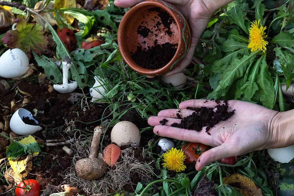 Koffiedik op je tuin: waarom tuinmannen dit nooit weggooien - image 2
