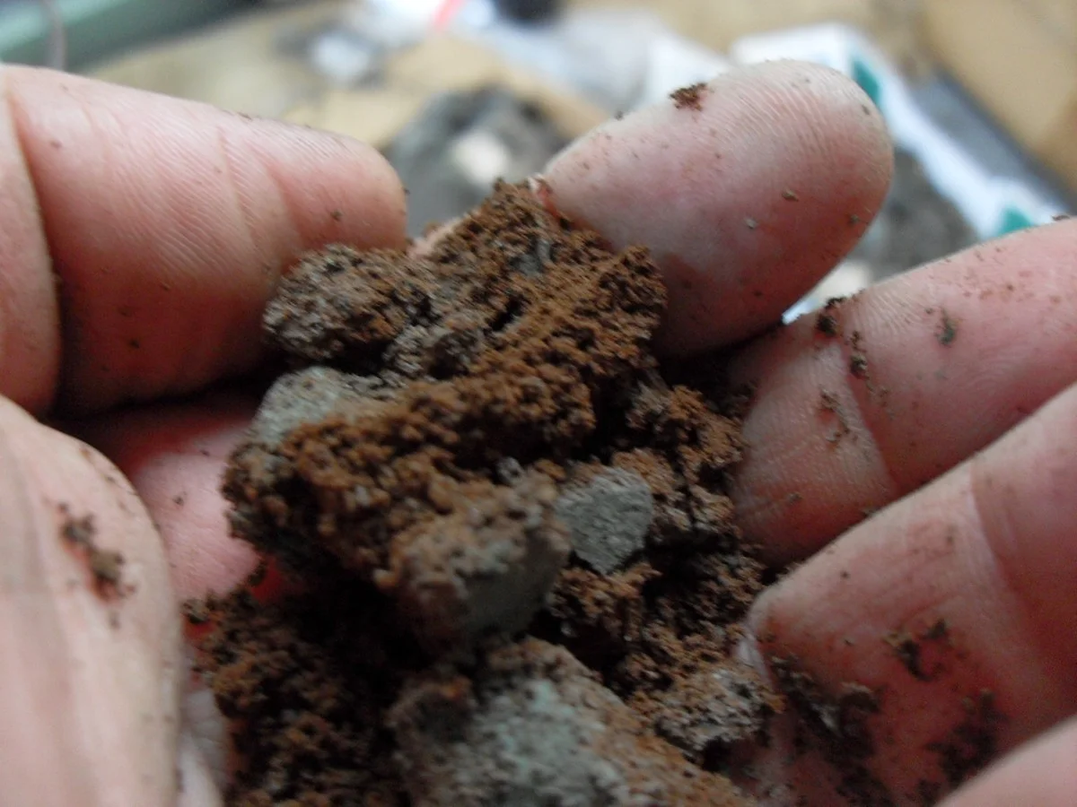 Koffiedik tegen schimmel: het geheim dat huiseigenaren voor zich houden - image 1