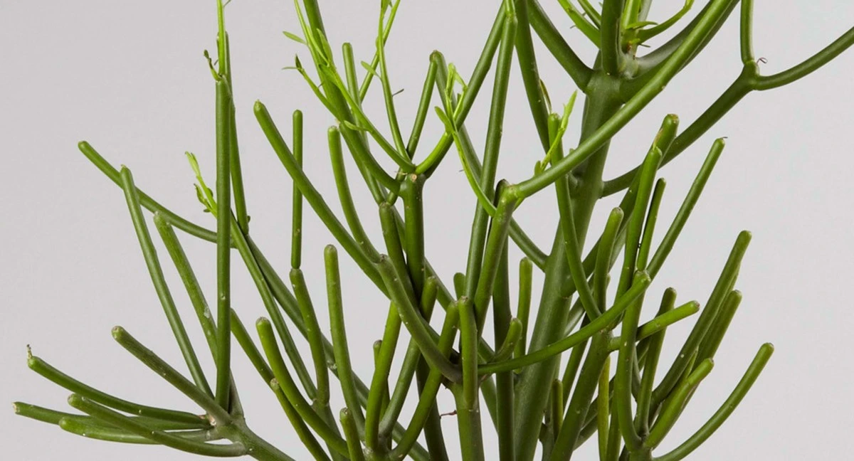 Een potlood in je plantenpot: waarom tuinders dit altijd doen