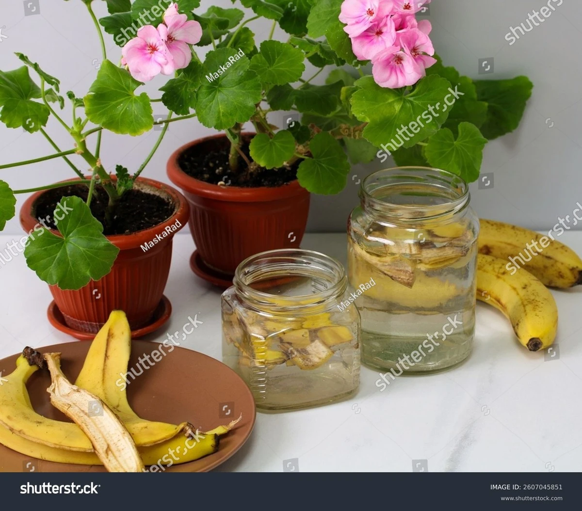 Bananenschillen in je kamerplanten: waarom tuiniers hier gek op zijn - image 1