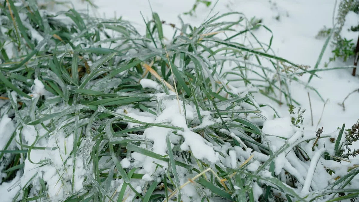 Winterplanten sterven af? Probeer deze ene truc vandaag nog