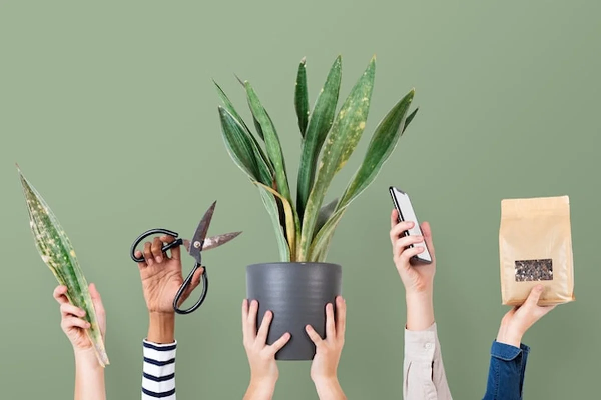 Deze plantentrick redt je groene vrienden door de winter