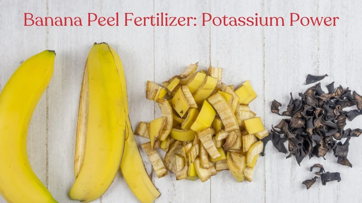 Bananenschillen in je plantenpotten: wat gebeurt er na twee weken - image 2