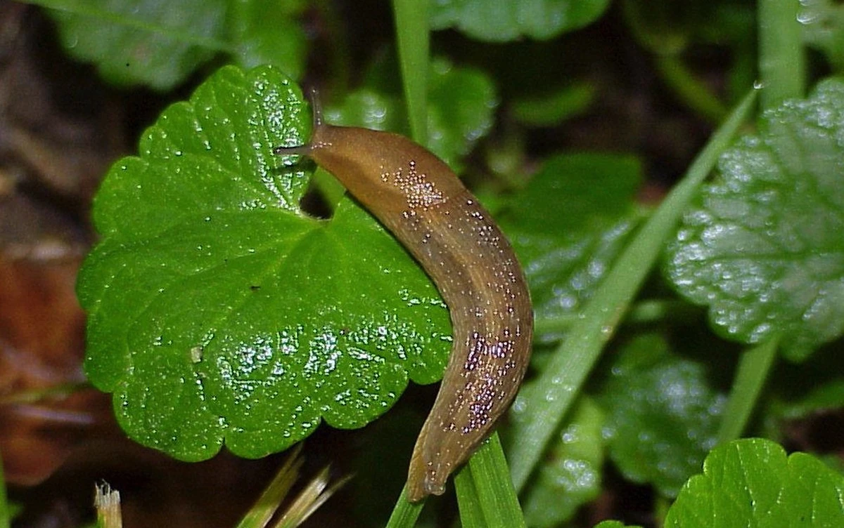 Koffiedik tegen slakken: de tuintruc die echt werkt - image 1