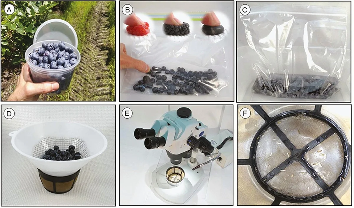 Zout in je koffiefilter: waarom professionele barista's dit doen - image 2